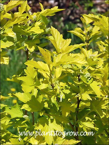 spring foliage